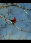 Red Birds